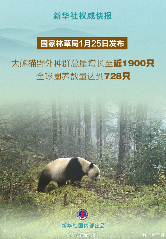 #大熊猫全球圈养数量达728只#【新华社权威快报丨#大熊猫野外种群总量增至近19