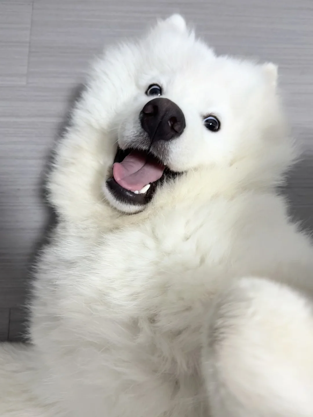萨摩耶爱撒娇怎么办！🐶