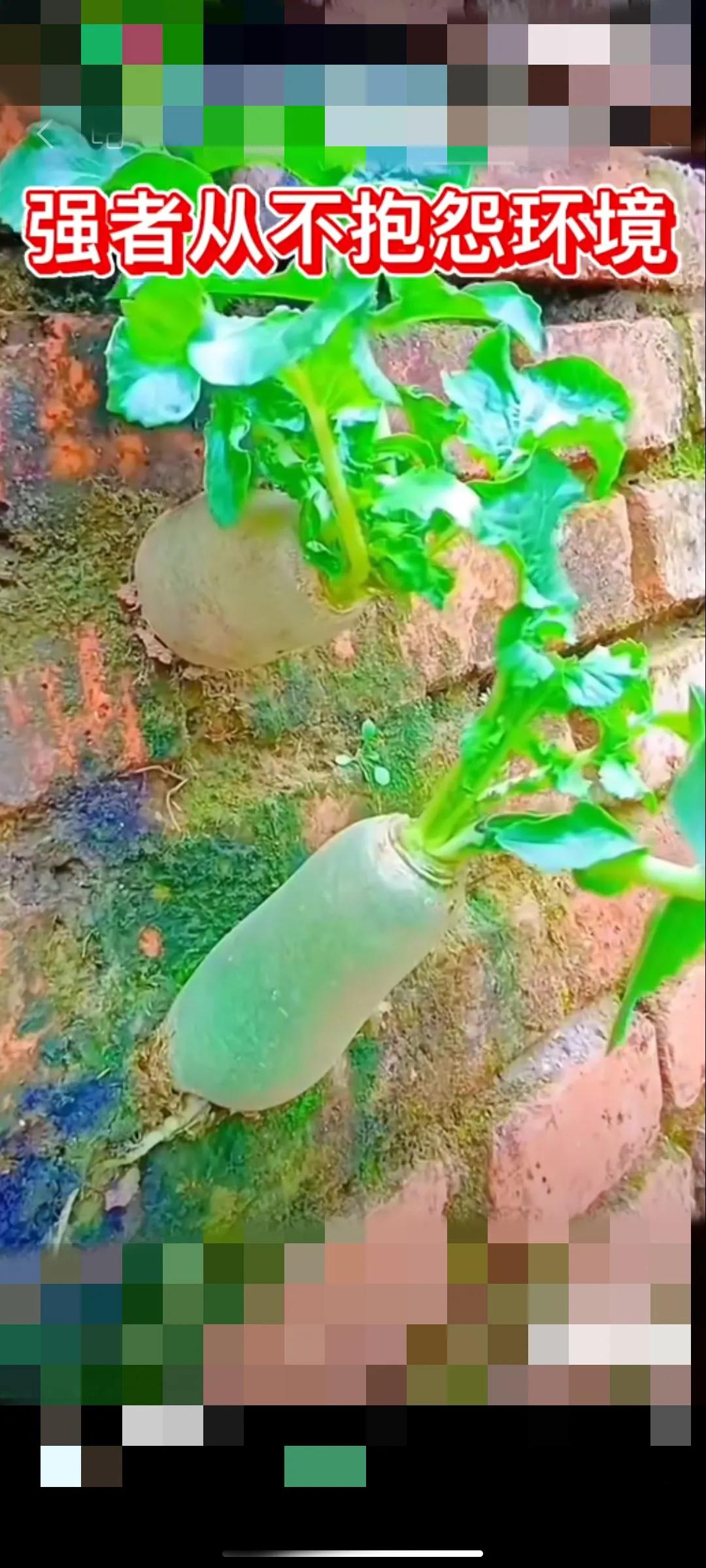 抱怨不是强者！
    人生坎坷！
    每个人在前进的道路上，都会有困难和失