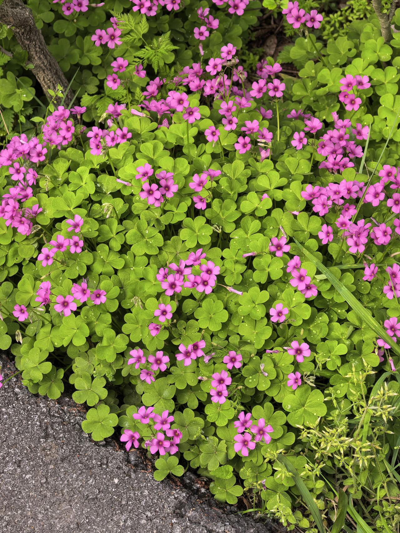 圣人成仙以后，渐渐放弃了米面蔬菜，改为靠吃野菜生活。在普通人的思想中，只有日子过