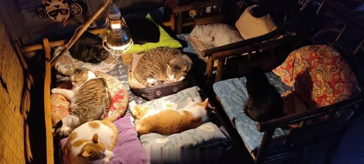 喜欢朋友发的这张图片，猫猫托儿所。她好像童话故事里，独自住在森林里的女巫。外面风