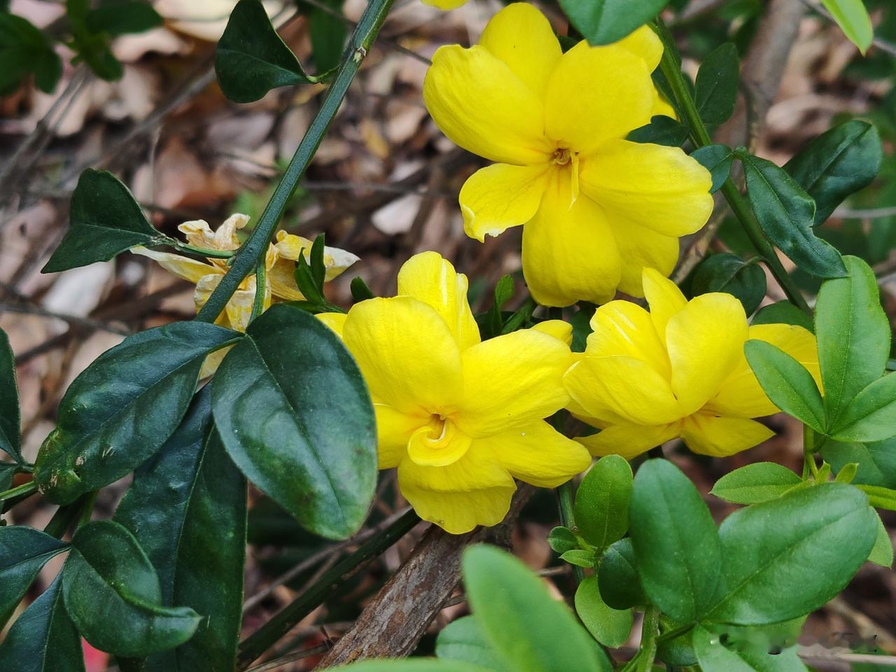 晒图笔记大赛在河边拍到的迎春花。它是什么时候开放啊？玉兰花已经凋谢了，它刚刚开放