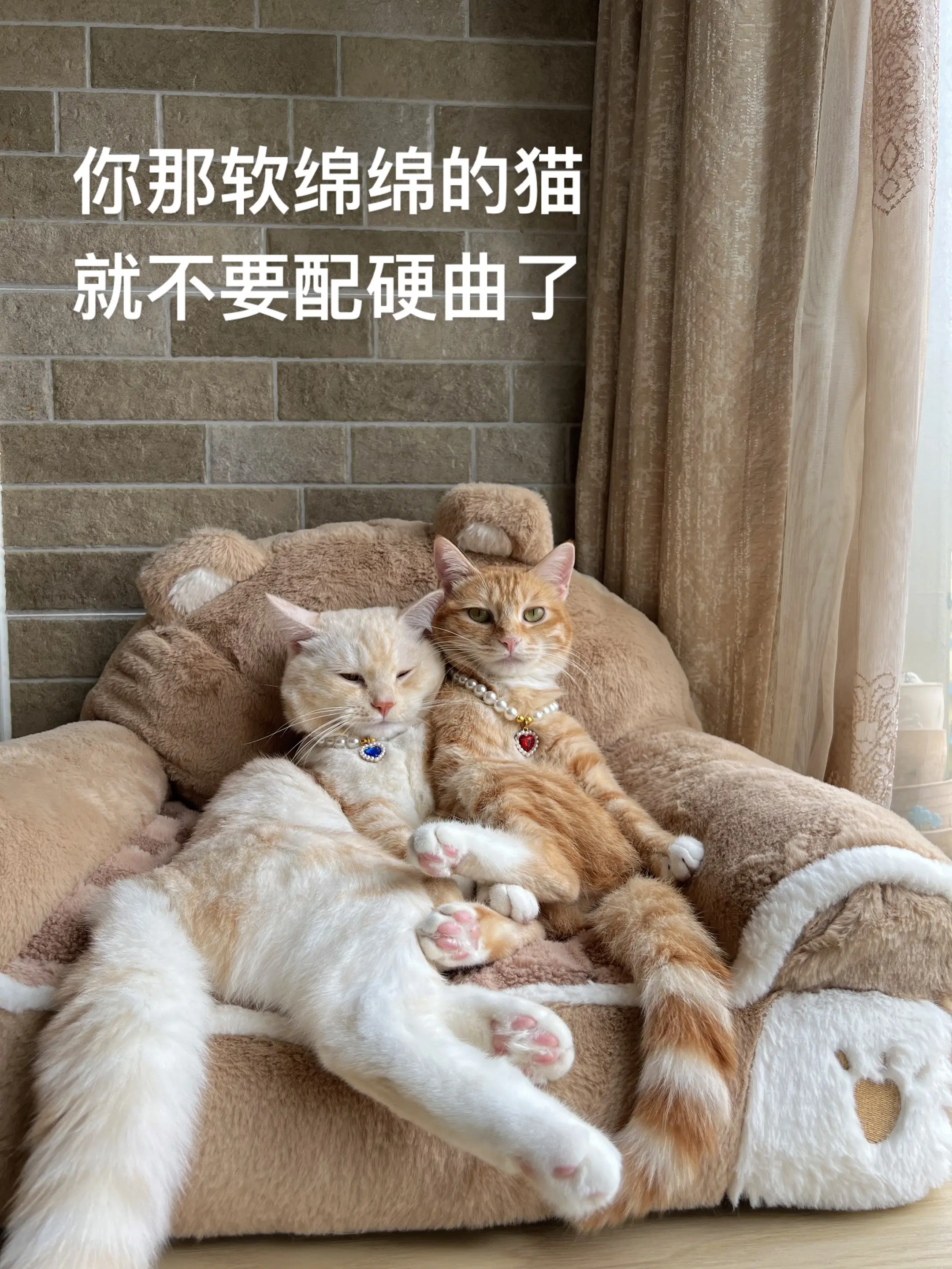 做人不能太攀比，我有猫，你有吗