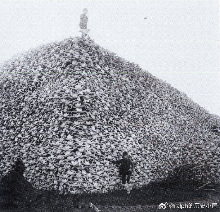1892年美国底特律，不计其数的野牛头骨被堆积如山历史影像