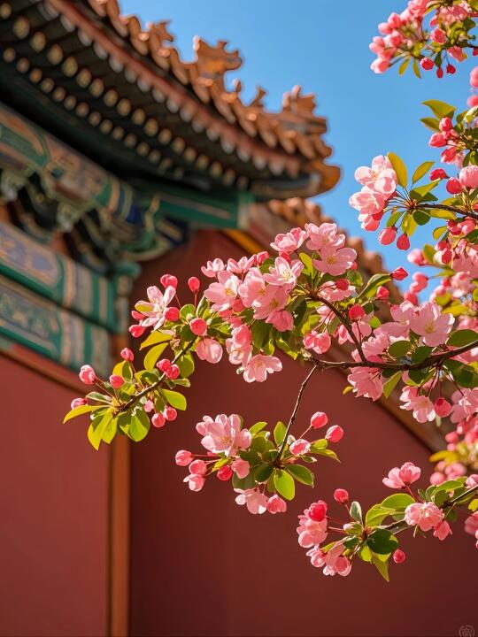 花儿为你绽放