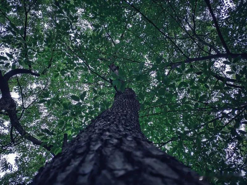 今日游公园，一眼便望见满树的粉红。原来是立春过后，鼎山公园的梅花正傲立枝头，肆意