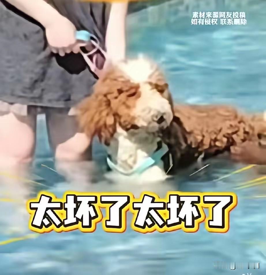 这女子太不讲究了，
把自己家狗弄到浴池里来洗澡，这是人洗澡的地方，也是公共场合，