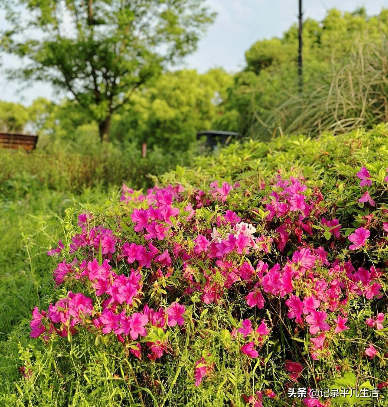 周末阳光正好，我的家里安安静静的，直到老公往沙发上一躺，整个屋子的氛围都变了呢。