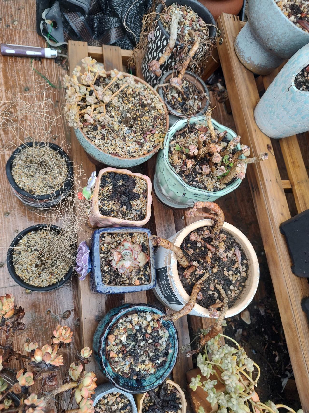 别人的多肉都是百媚千娇，
而我的多肉养成了一堆沙雕……