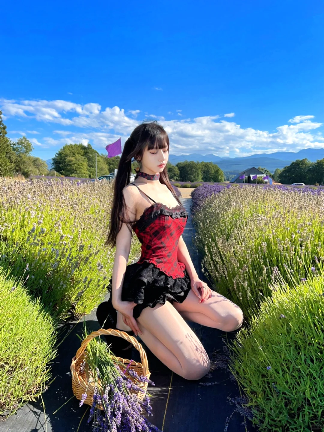 🪻夏天的紫色梦境|西雅图的❓普罗旺斯🇫🇷