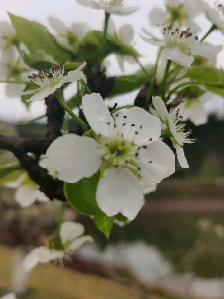 一场春雨之后，梨树坪梨花又开了。由于连续下雨，早上的空气有点润，微风过处，发梢、