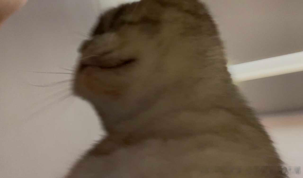 49327【丑猫】这个彬彬就是逊啦 