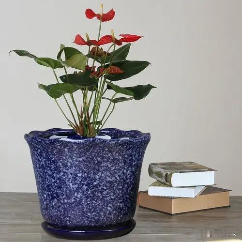 我家有一个花盆，种什么花都活不长，要么生病要么枯死。我试了好多种办法，喷农药、喷