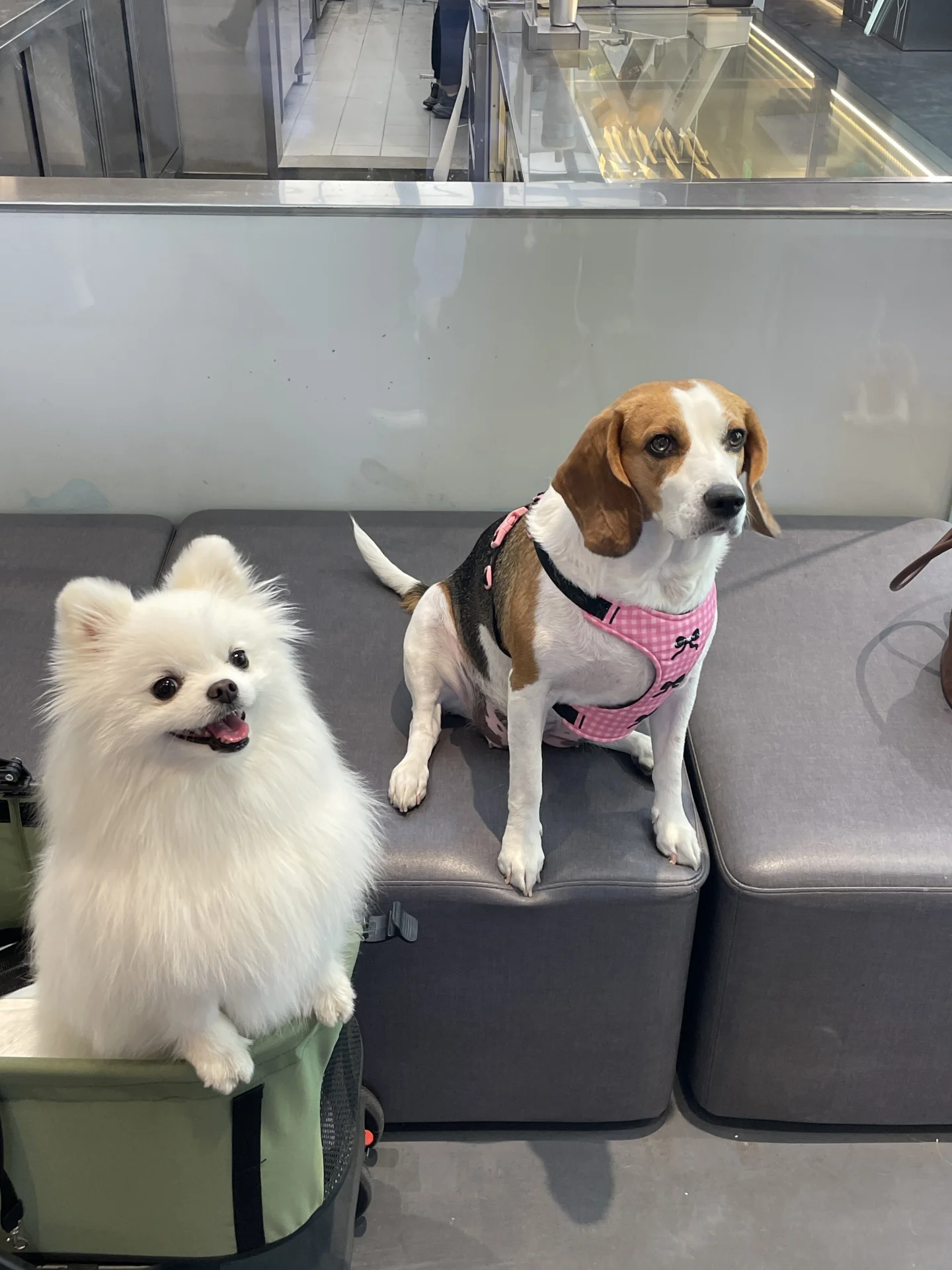 网友见面 奔现成功🐶