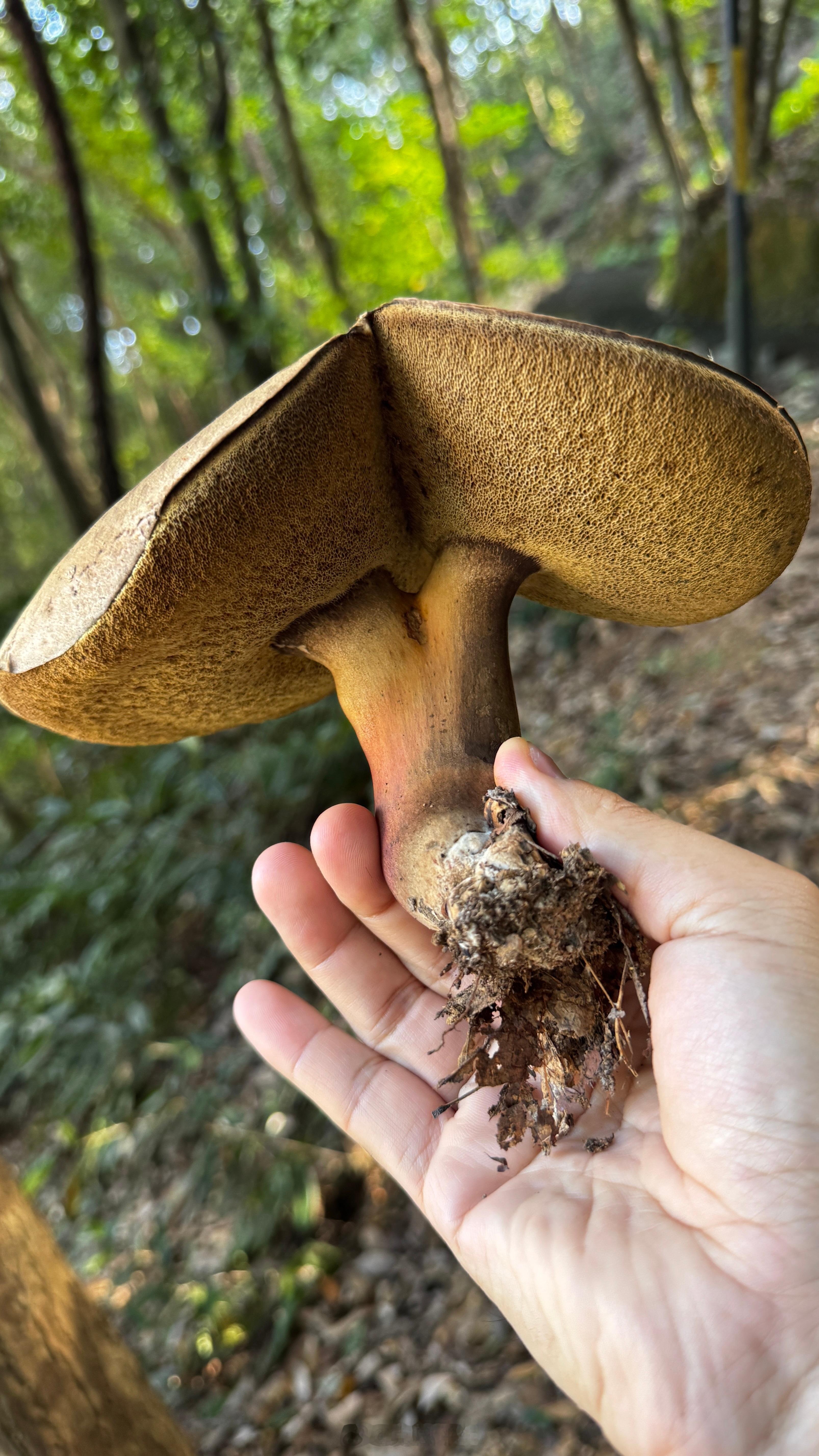 各种牛肝菌…小蘑菇  ​​​