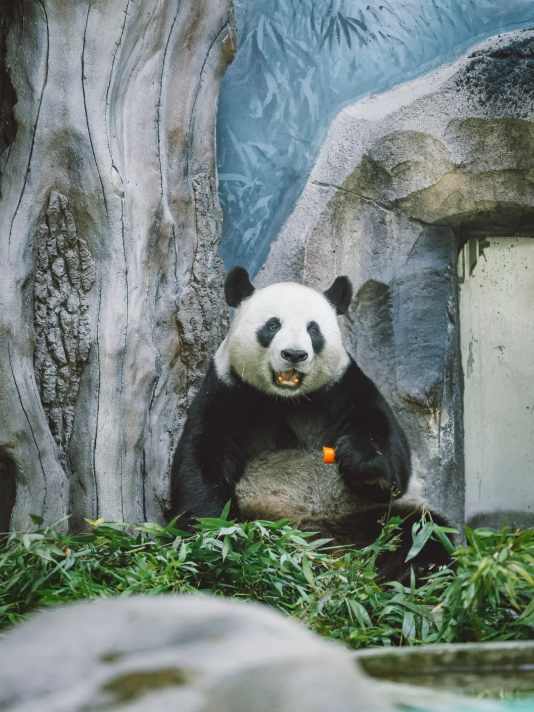 人超少‼️不排队‼️超可爱的大熊猫🐼你不看么