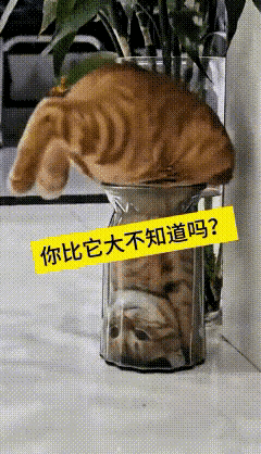 想不到这猫也这么调皮， 淘气，看见地上放着一个高高的玻璃瓶，他头钻进去钻进去，然