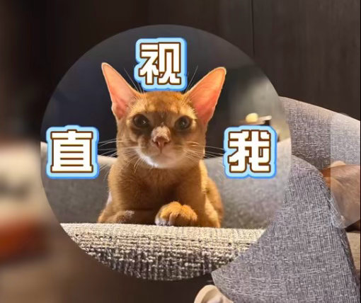 小十一一身腱子肉啊我朋哥自己健身带着自家猫也要健身