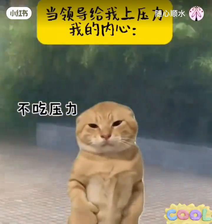 当领导给我上压力，我的内心：随心顺水，随便你，不在意，无所谓。当领导给我上压力，