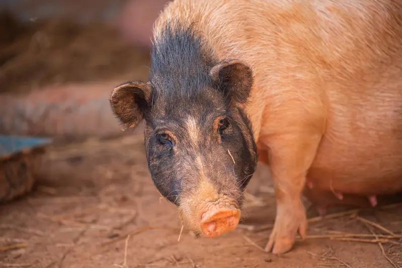 “家猪有食刀汤近，野猪无粮天地宽”，此言极是。家猪每日衣食无忧，看似逍遥自在，实