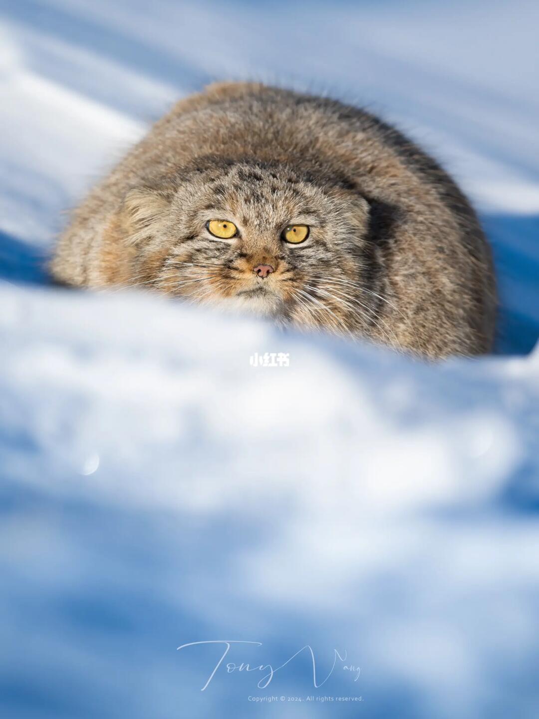 在零下二十度雪原，我见到中国最圆的猫猫球