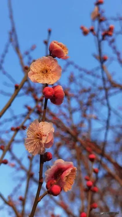 冬枝育新蕾
春未绽寒梅
醉过芬芳色
大地锦绣归
2025年3月4日的北京
继续游