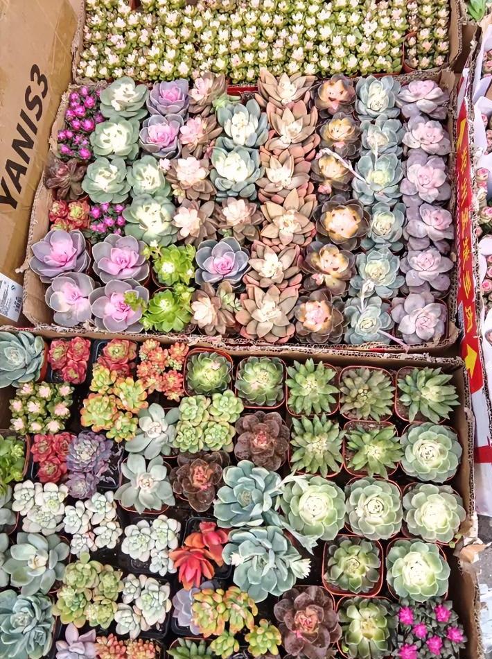 小小的肉花真好看！

我的天，这多肉也太好看了吧！满满当当摆了一大片，各种颜色都