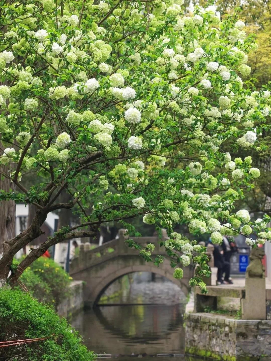 ​南京赏花🌸攻略【玉兰花】🌸Z佳时间：三月中旬左右，现在还是花骨朵，天晴气温
