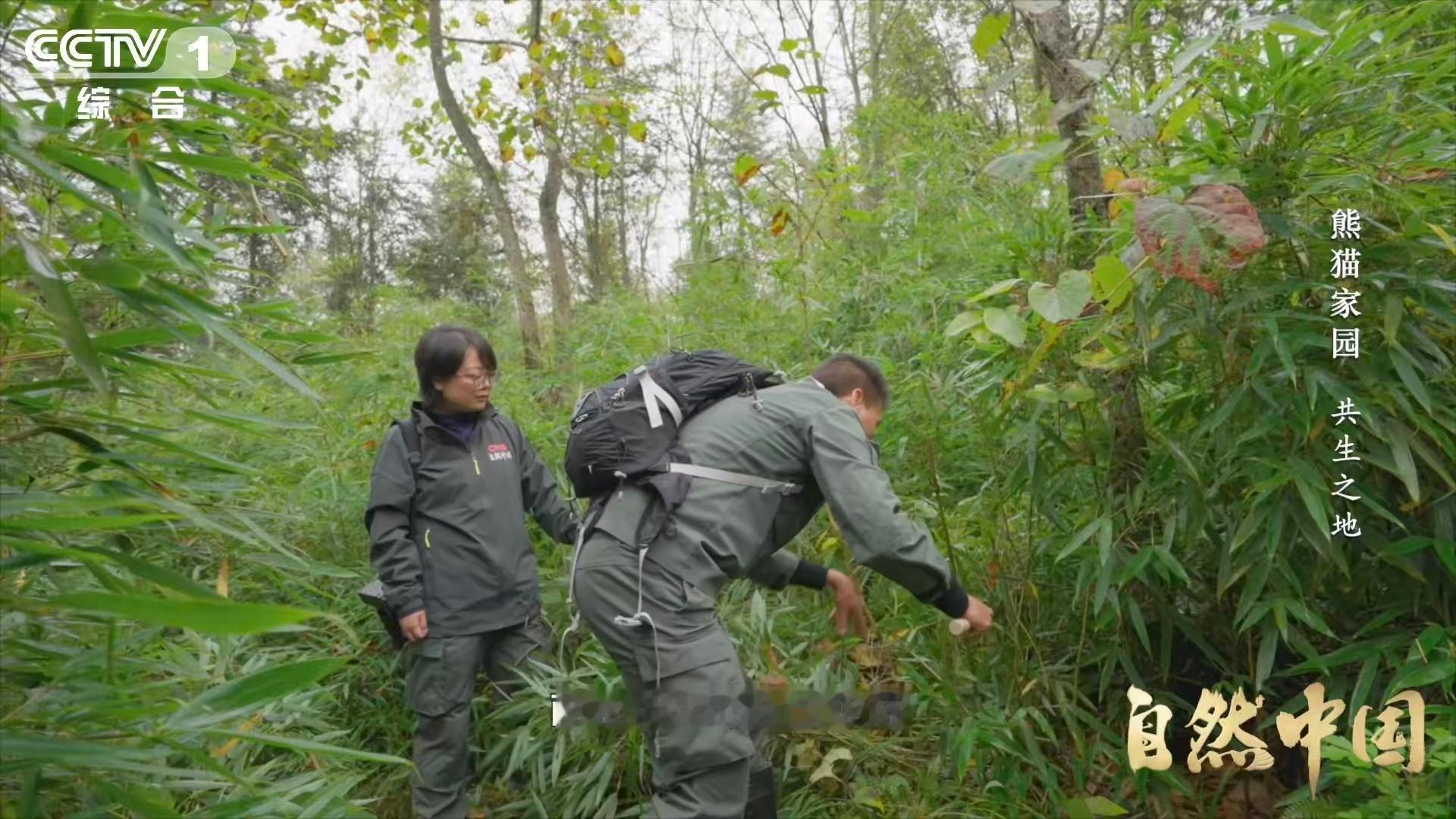 原来大熊猫不喜欢竹林疯长  “甜蜜的负担”这个词用得太准了。竹子多本来是好事，多