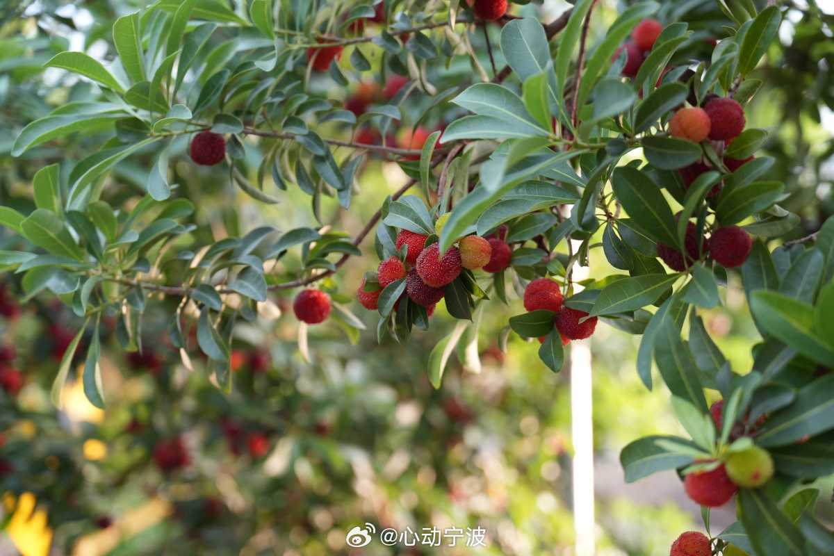 宁波枇杷杨梅依托快递远销全国各地 6月2日，宁波枇杷、杨梅迎来寄递旺季，已发出3