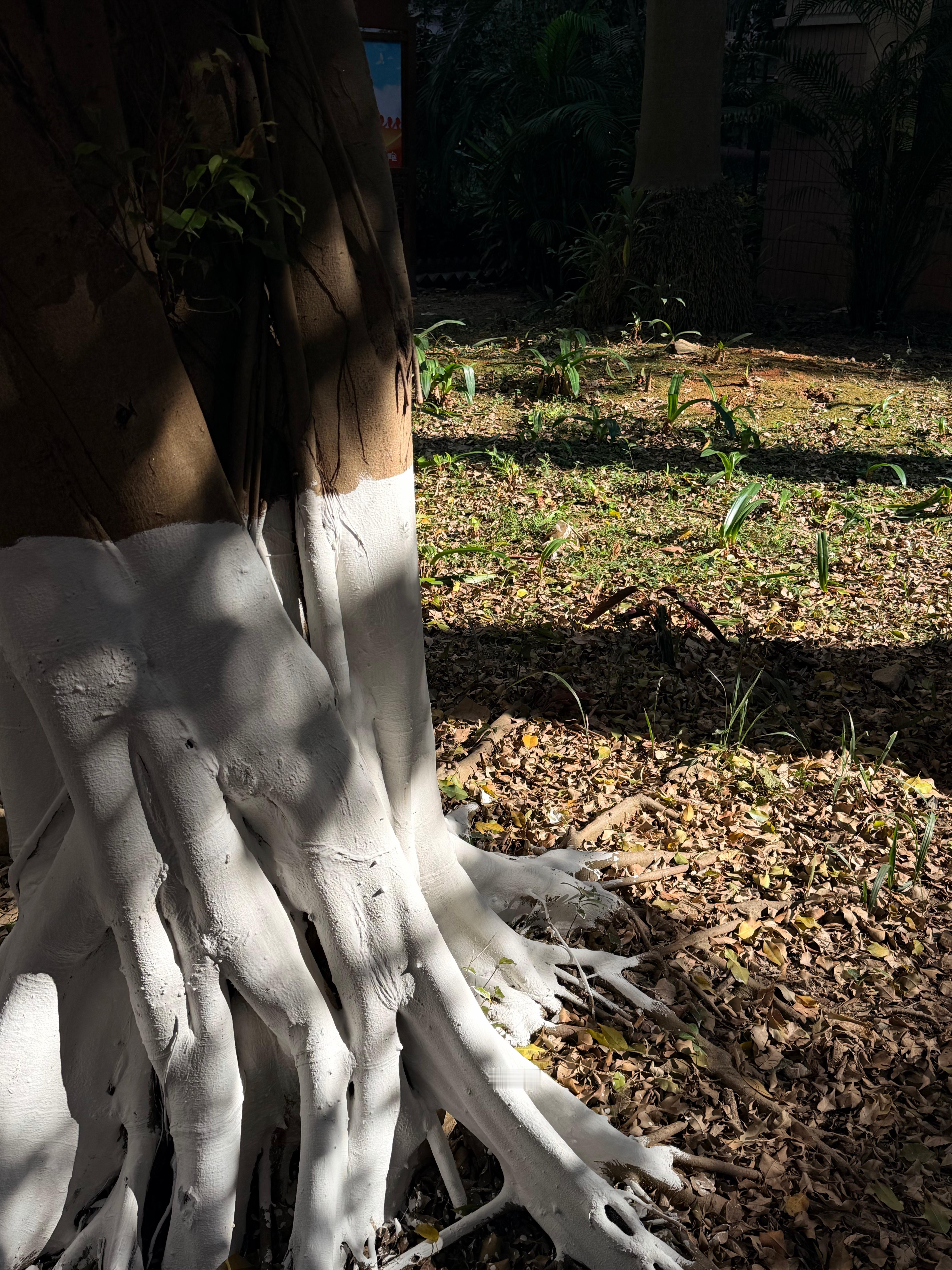 去年的冬至穿棉衣，谁能想得到今年的冬至我穿上了短袖