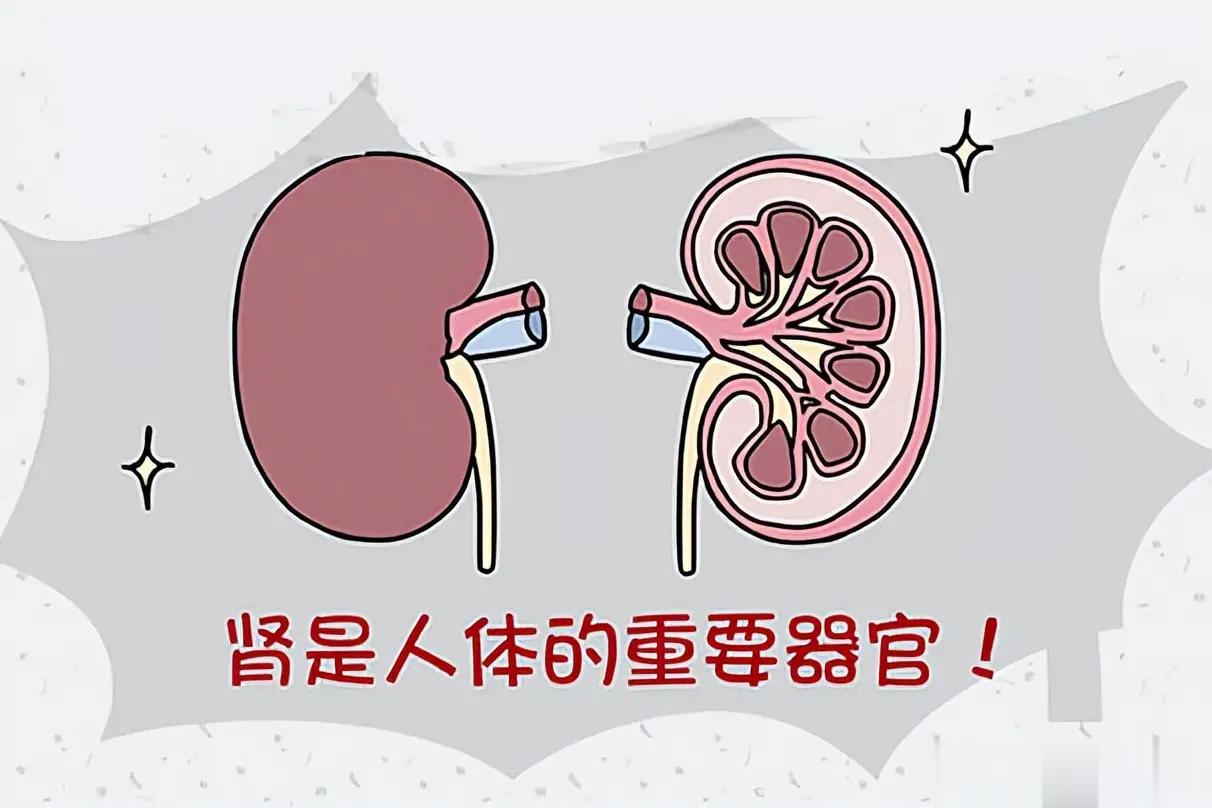 最伤肾的3个行为，你还在做吗？1、长期熬夜熬夜，不仅能引起胃肠道疾病，还会使身体