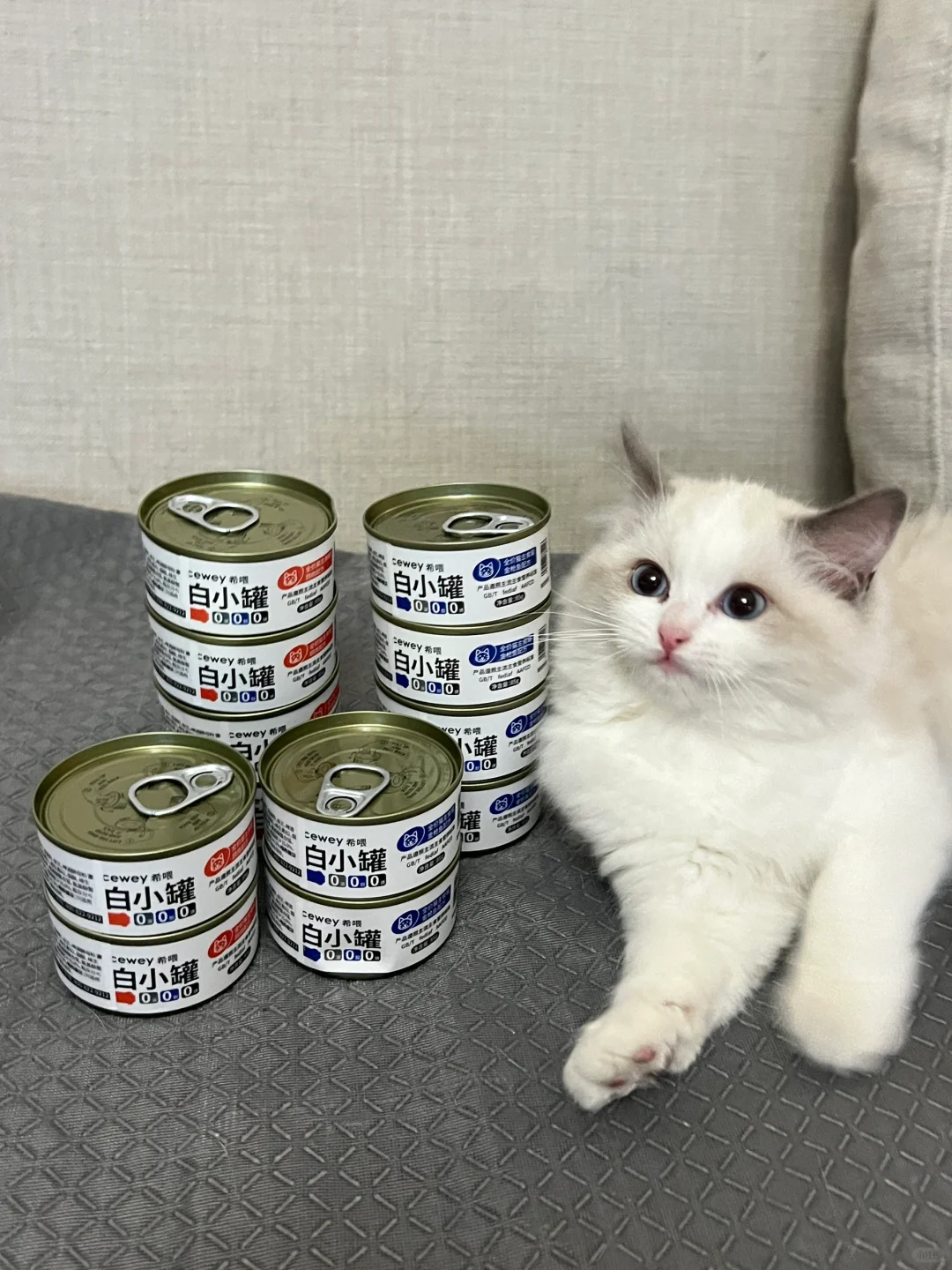 💖多猫家庭的福音！
