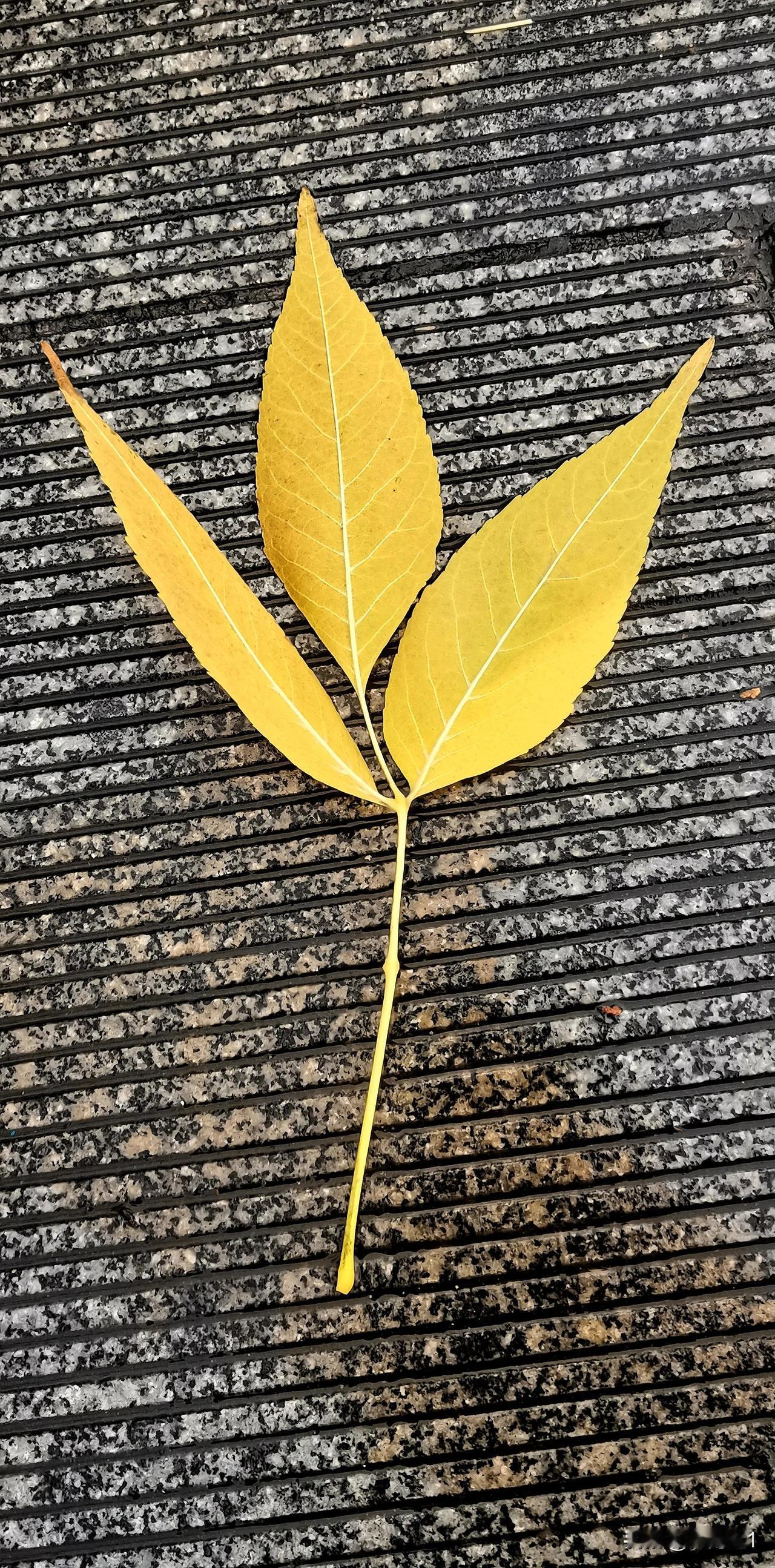 地上散落的枝叶告诉我们 那繁花似锦的秋天在向我们告别
#愿成为一片落叶# #落叶