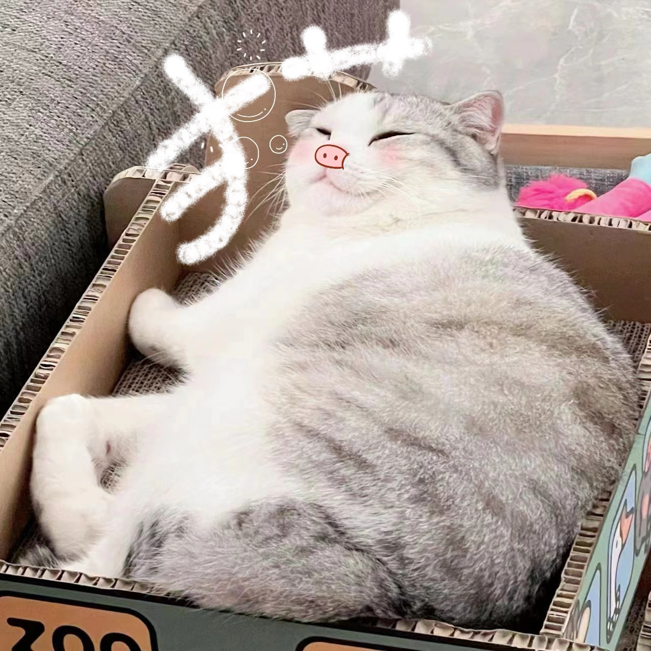 小猫和小狗 #萌宠闹新春# ​​​