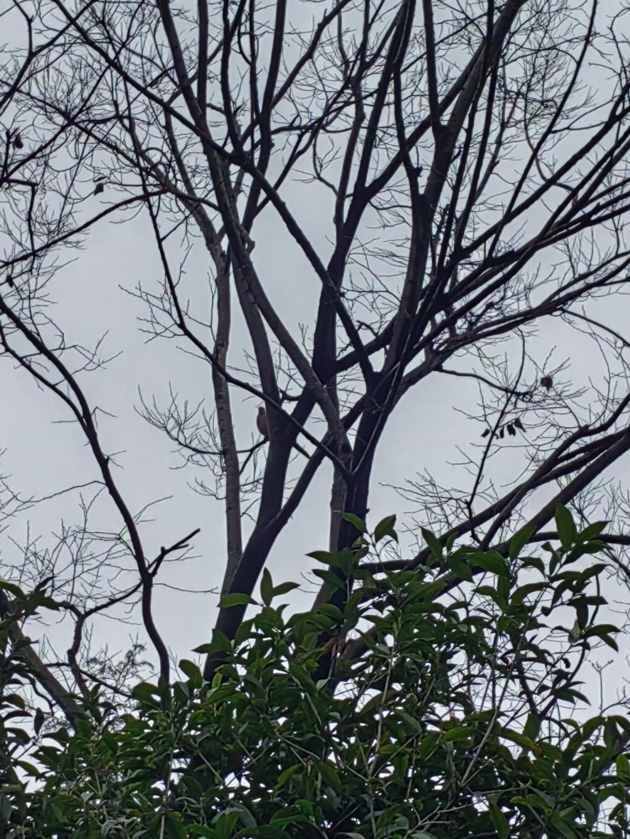 赵匡胤在陈桥驿黄袍加身，民间传说是苗训夜观天象发现的，然后告诉了高怀德、石守信等