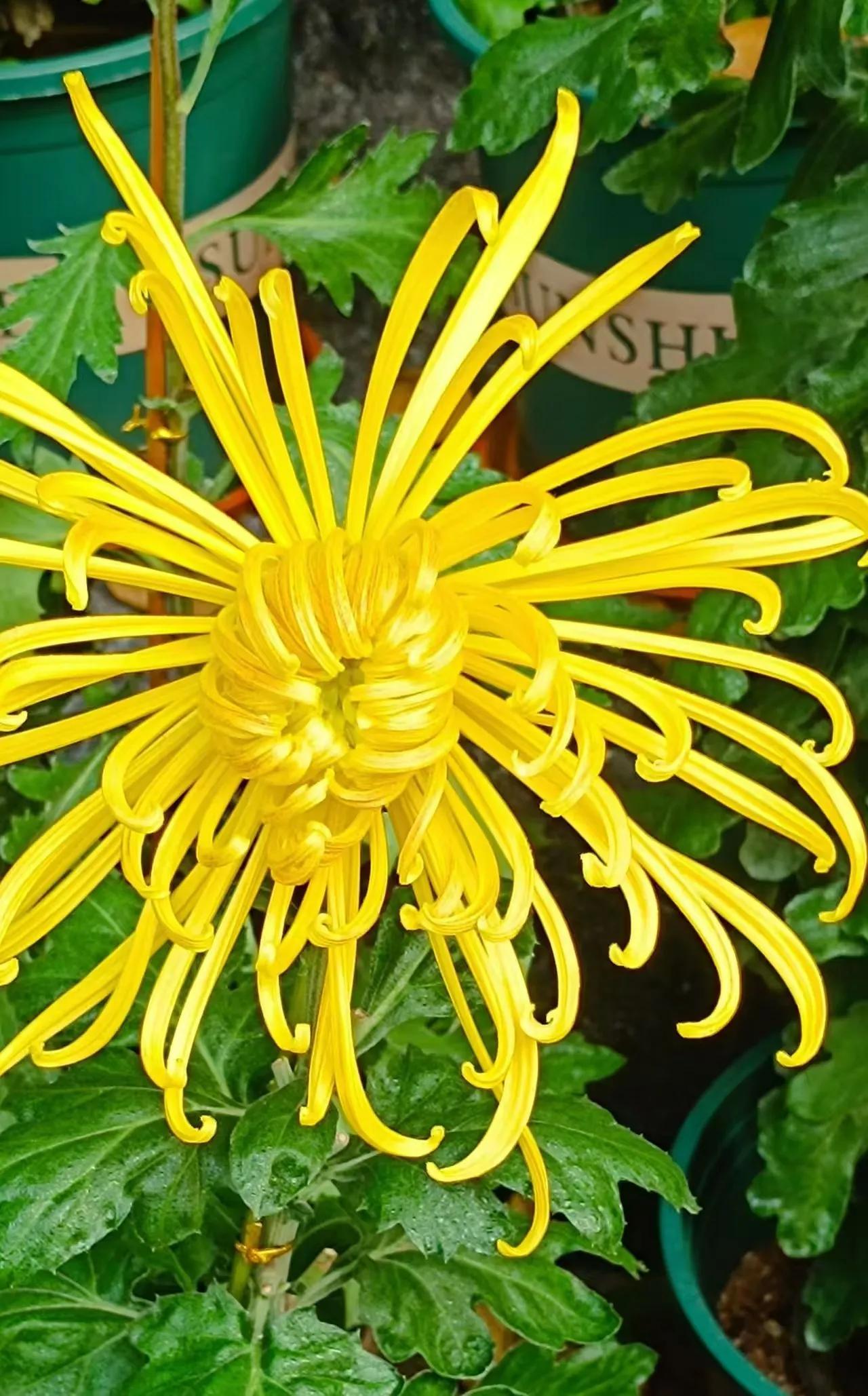 笑看花开，
一花一深情，
一花一美好；