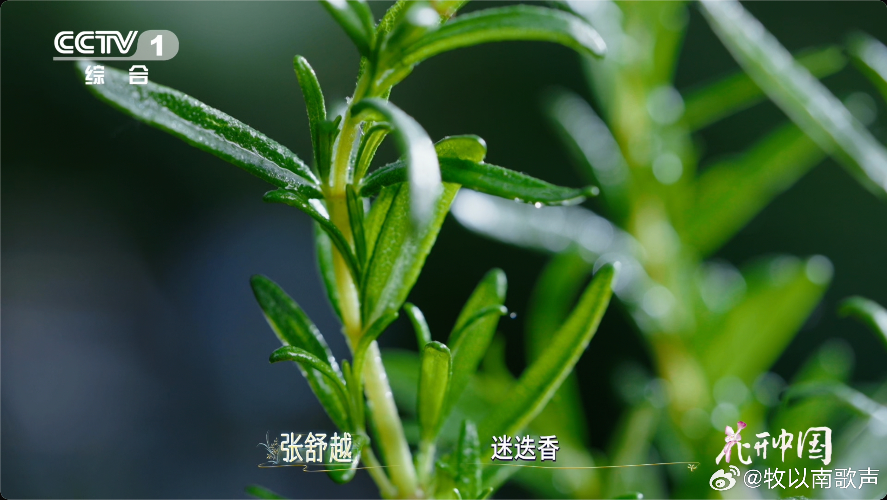 原来你们都是这样缓解焦虑的.你敢信？我最近的睡前仪式不是刷手机，而是点一支迷迭香