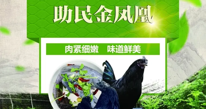 2026年3月16日｜普安乌金鸡 助民金凤凰