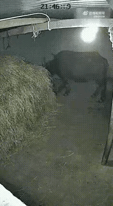 善良的老牛用自己的身躯避免了一场火灾～