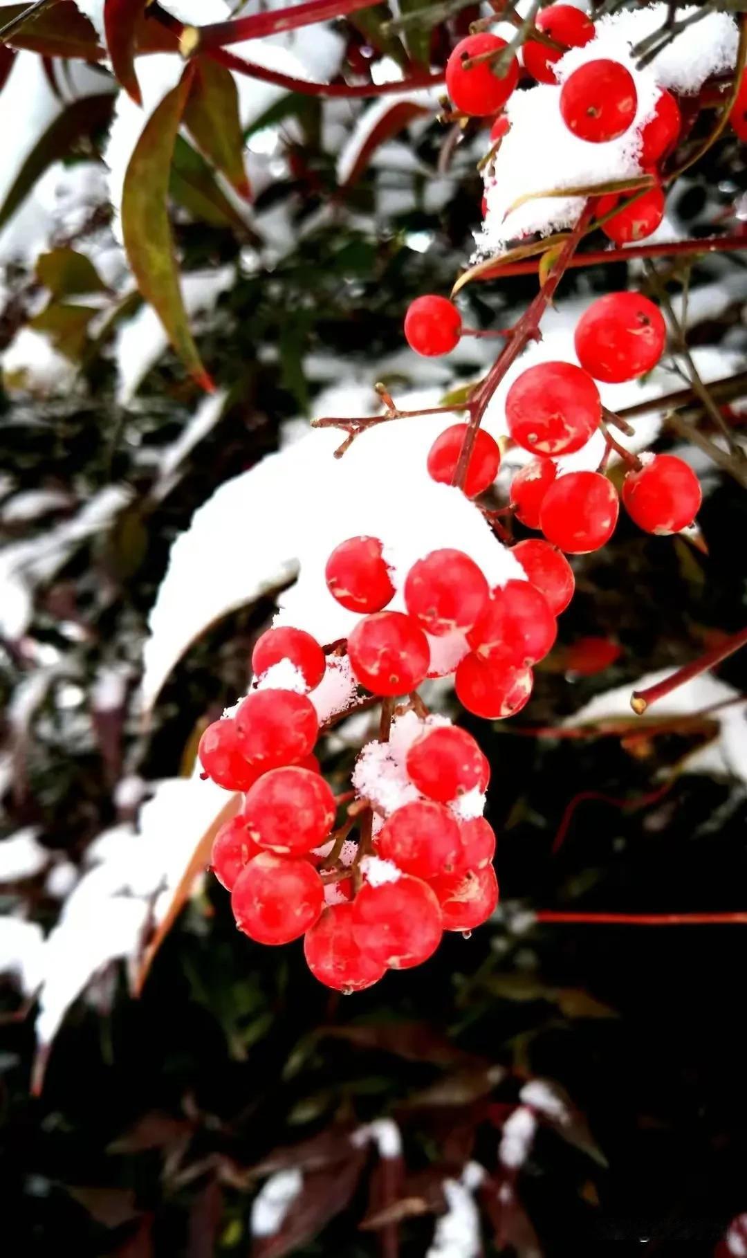 雪中红果，冬日里的一抹温暖。慢煮时光温暖，细品岁月冬情
