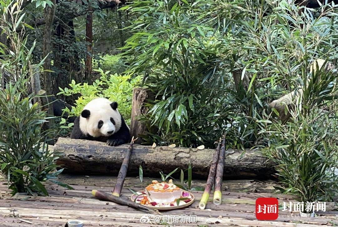 【转存收藏！#和花和叶生日高清图集#】今天，大熊猫“和花”“和叶”迎来4岁生日[