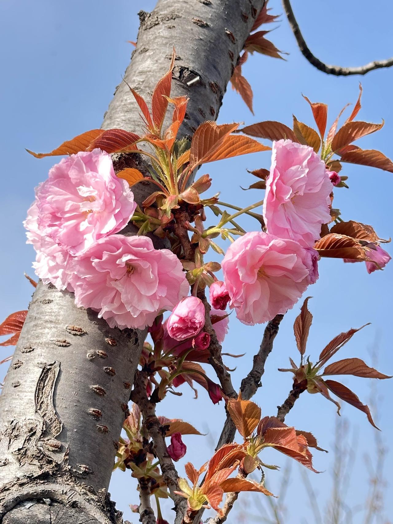 春藏在树干里，开成一朵一朵的云
——写给这簇贴着树干长的樱花

冬天的树皮