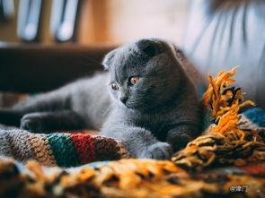 怀孕后养猫是可以的，但是需要注意一些卫生和健康问题。如果您担心弓形虫感染，可以让