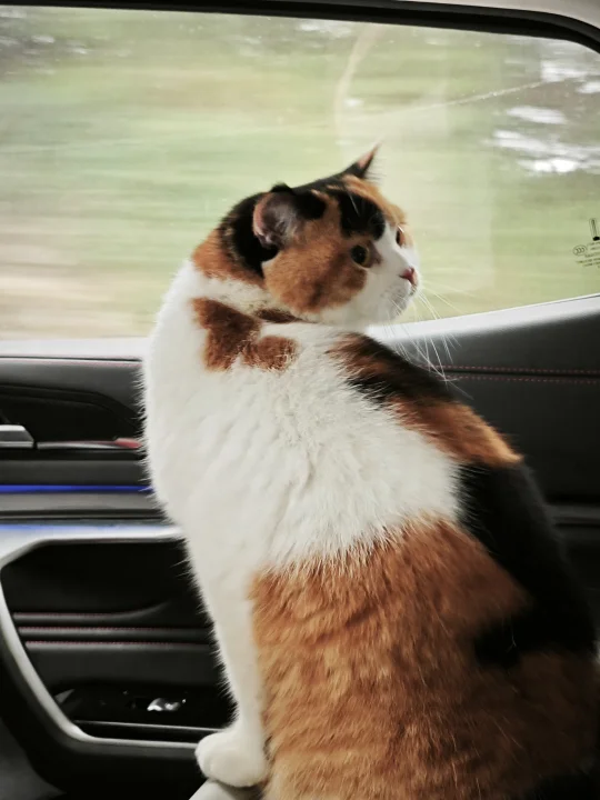 小猫乘客，你好像很紧张的样子