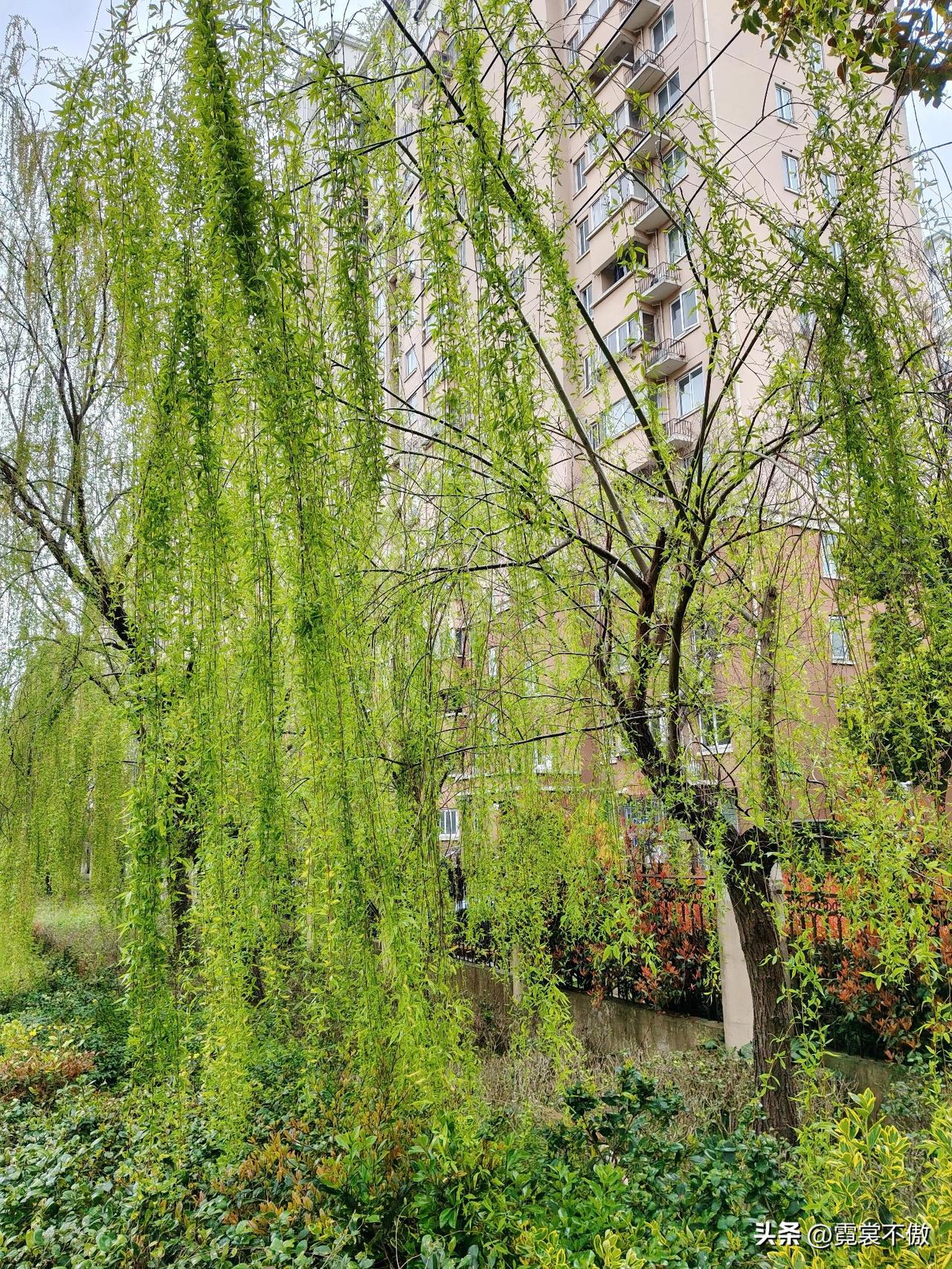 门口柳树又绿头
长发飘飘来回游
远看就是凤摆尾
妖娆妩媚不知羞