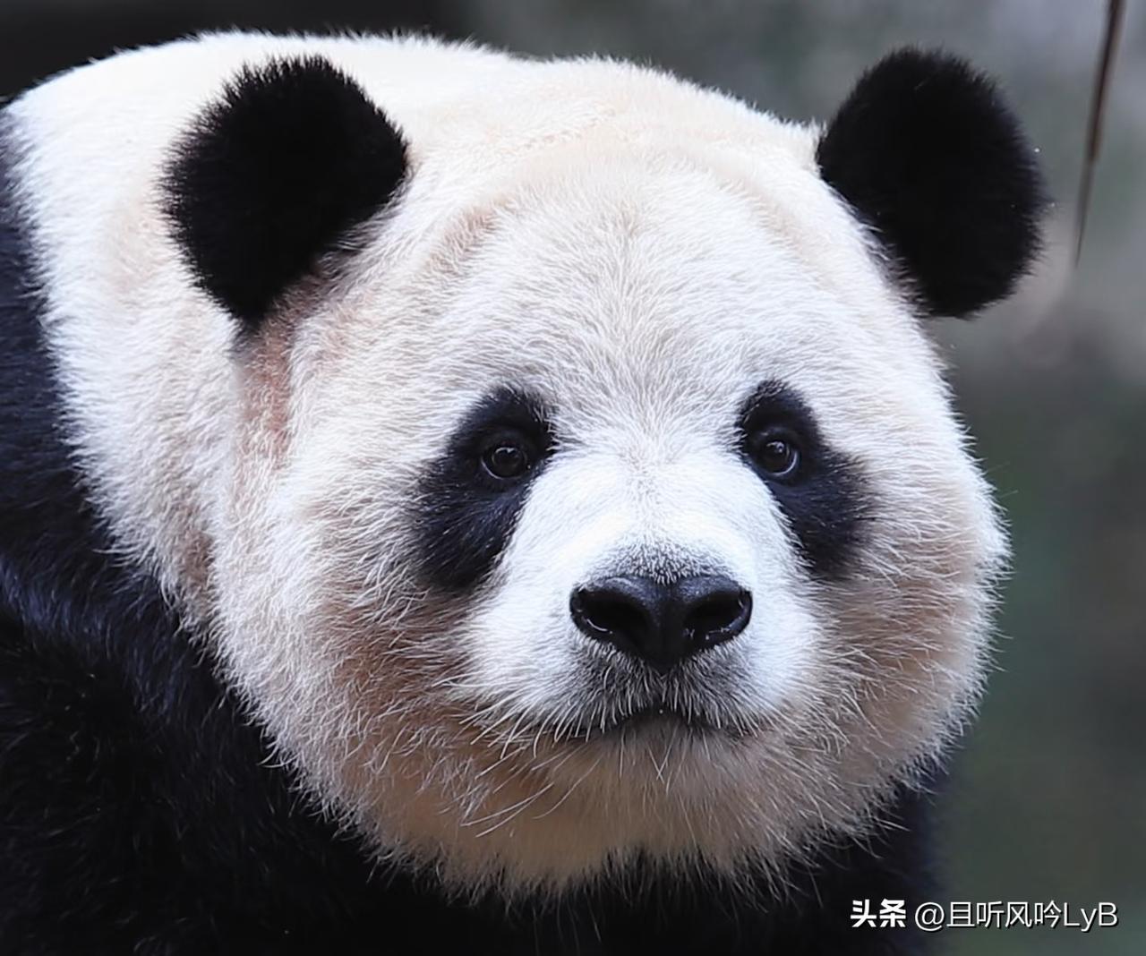渝贝的这张脸是不是我见犹怜？我真想捧着乖贝贝的俏脸，狂亲她的樱桃小嘴[飞吻]
渝