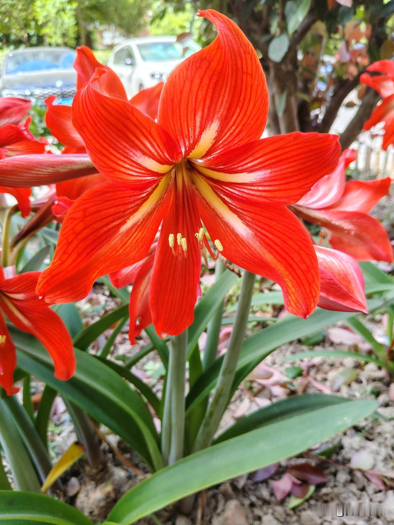 看到开得艳丽，形状像百合、颜色似火的花，我突然想到在2026北京家庭园艺嘉年华上