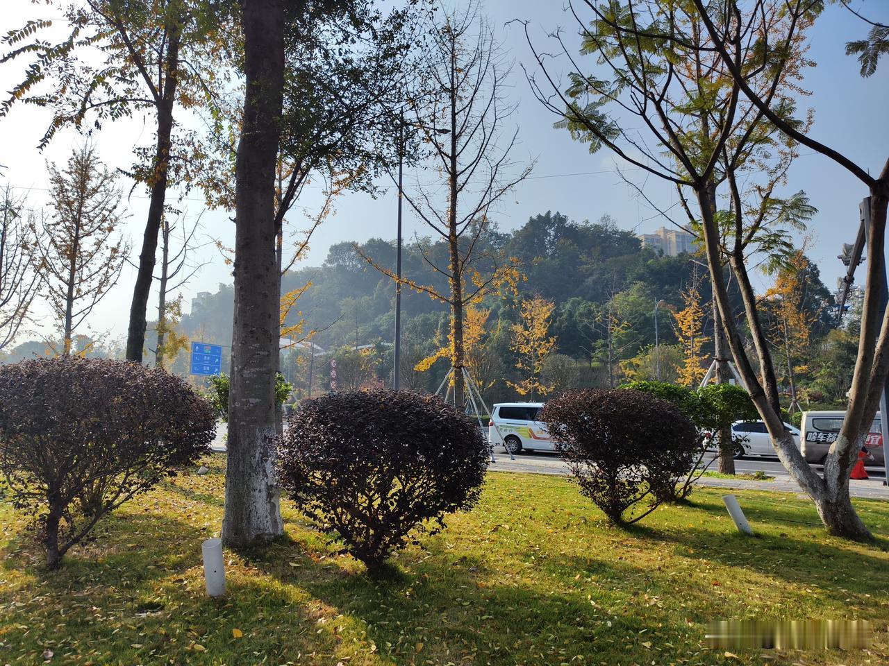 中午的阳光最明媚，许多人吃过午饭就带了席子到公园里的草坪上晒太阳了，跟沙滩上的日