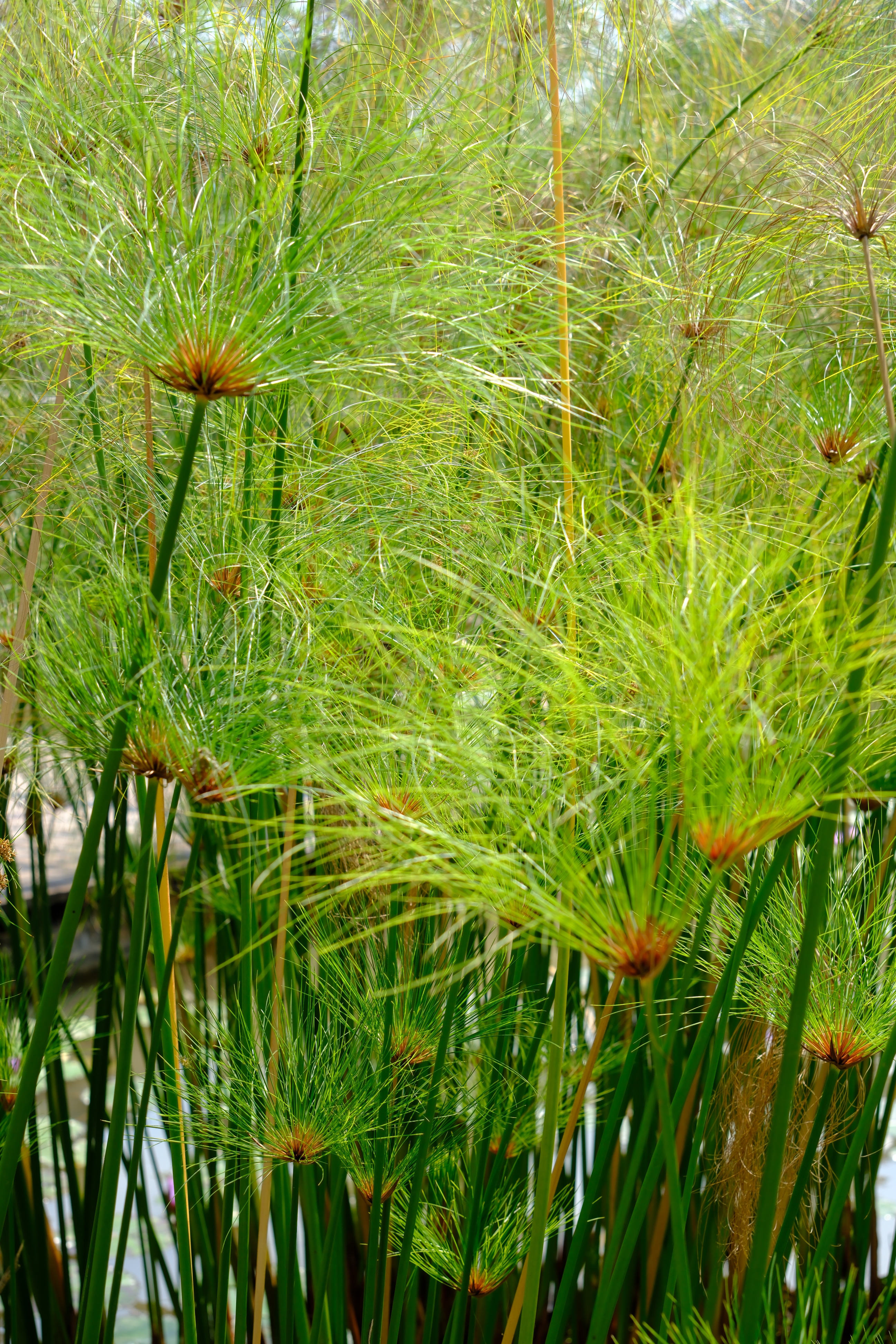 野生风车草 Cyperus alternifolius，我觉得比普通莎草好看嘞 